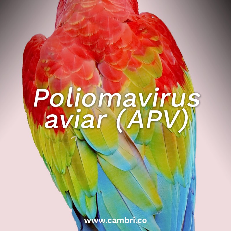 Poliomavirus (APV)