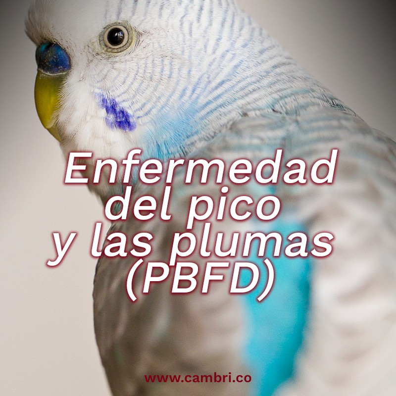 Enfermedad Pico y Pluma (PBFD)