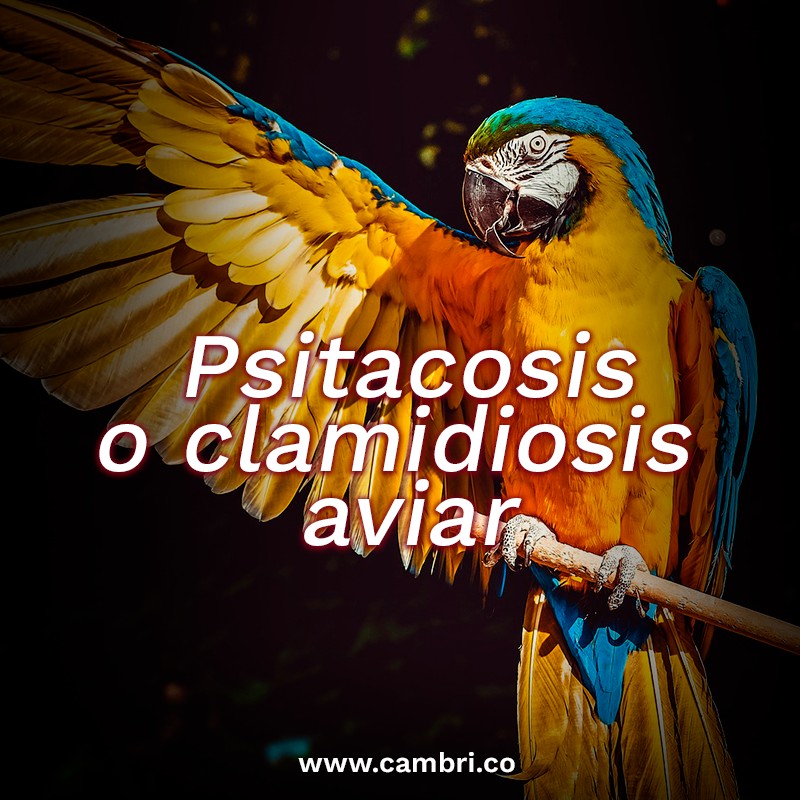 Psitacosis (Chlamydophila psittaci)