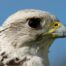 Pureza de Falco rusticolus