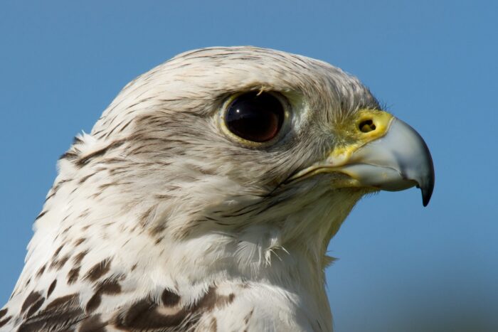 Pureza de Falco rusticolus