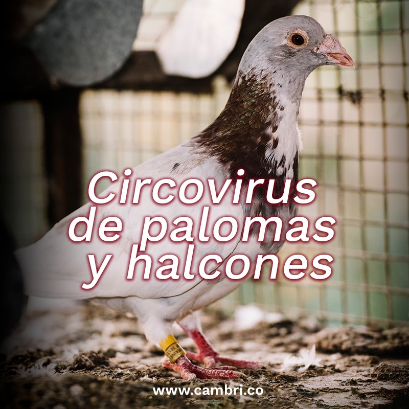Circovirus de Palomas / Halcones
