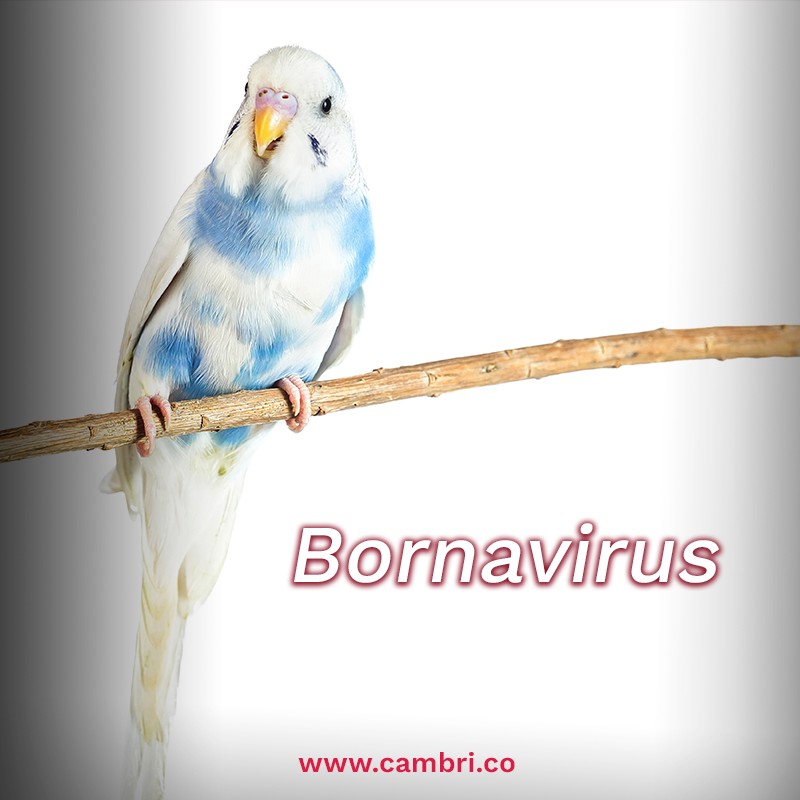 Bornavirus